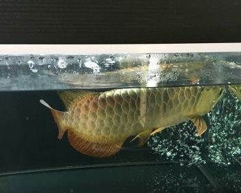 龍魚過背怎么看，如何判斷龍魚是否過背