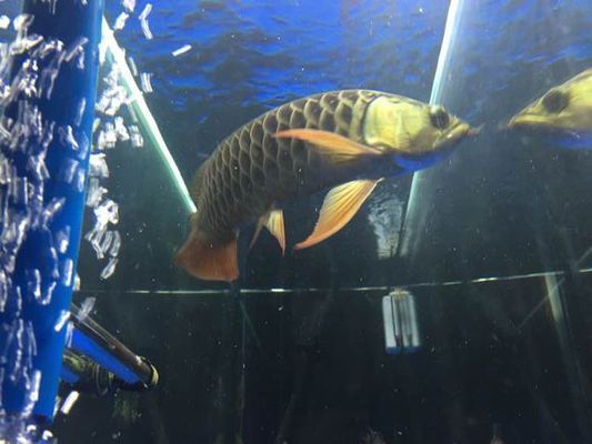 龍魚過背怎么看，如何判斷龍魚是否過背