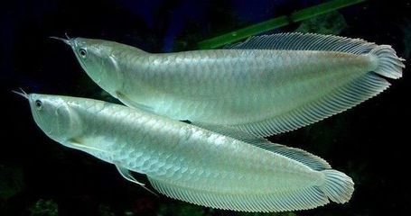中國哪里銀龍魚最多（中國銀龍魚分布情況）