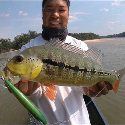 中國哪里銀龍魚最多（中國銀龍魚分布情況）