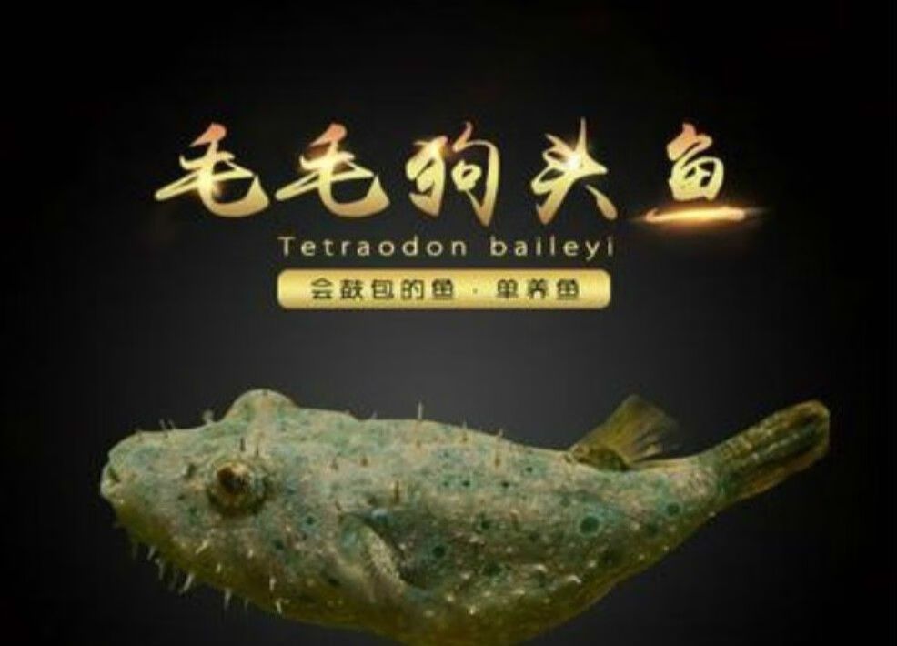 龍魚嘴角鼓包什么原因（龍魚嘴角鼓包什么原因沒有找到關于龍魚嘴角鼓包的原因）