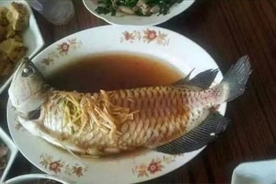 食用龍魚做法大全：清蒸龍魚的多種做法，香煎龍魚的變種做法，番茄龍魚的營養價值