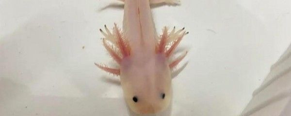 龍魚咬人是什么象征意義