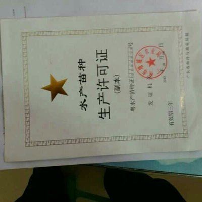 龍魚苗怎么選品種好一點（如何挑選龍魚苗） 龍魚苗怎么選品種好一點（如何挑選龍魚苗） 龍魚百科 第4張