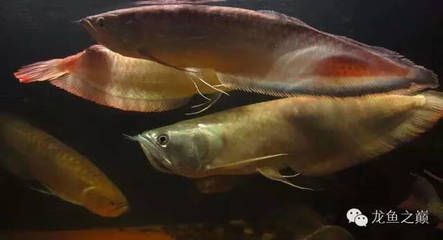 野生巴西亞魚打龍魚怎么辦（野生巴西亞魚攻擊龍魚可能是因為領域沖突、食物競爭或是龍魚挑釁）