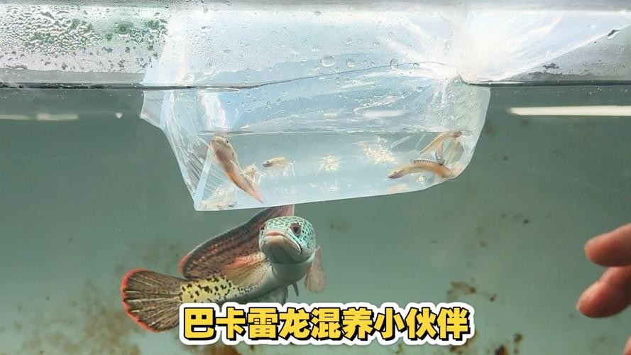 雷龍魚可以和虎斑恐龍混養(yǎng)嗎圖片欣賞大全