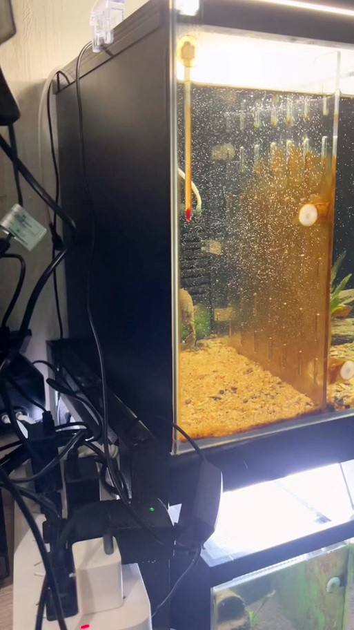 雷龍魚可以和虎斑恐龍混養(yǎng)嗎圖片欣賞大全