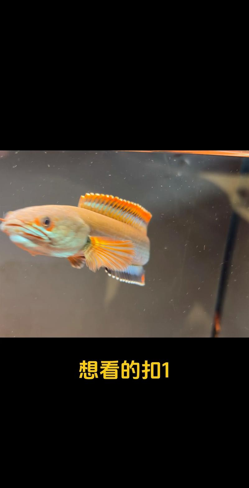 雷龍魚可以和虎斑恐龍混養(yǎng)嗎圖片欣賞大全