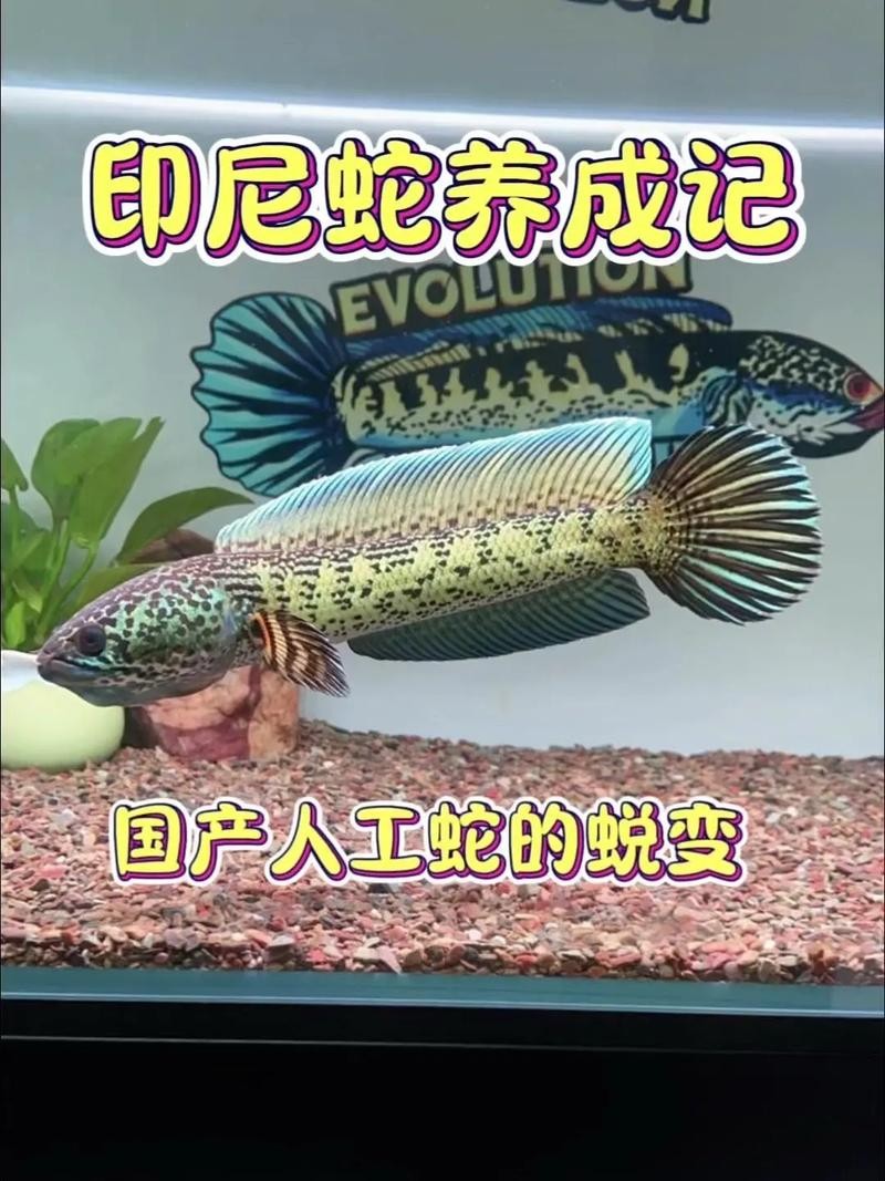 雷龍魚可以和虎斑恐龍混養(yǎng)嗎圖片欣賞大全