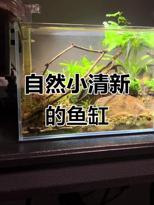 雷龍魚可以和虎斑恐龍混養(yǎng)嗎圖片欣賞大全