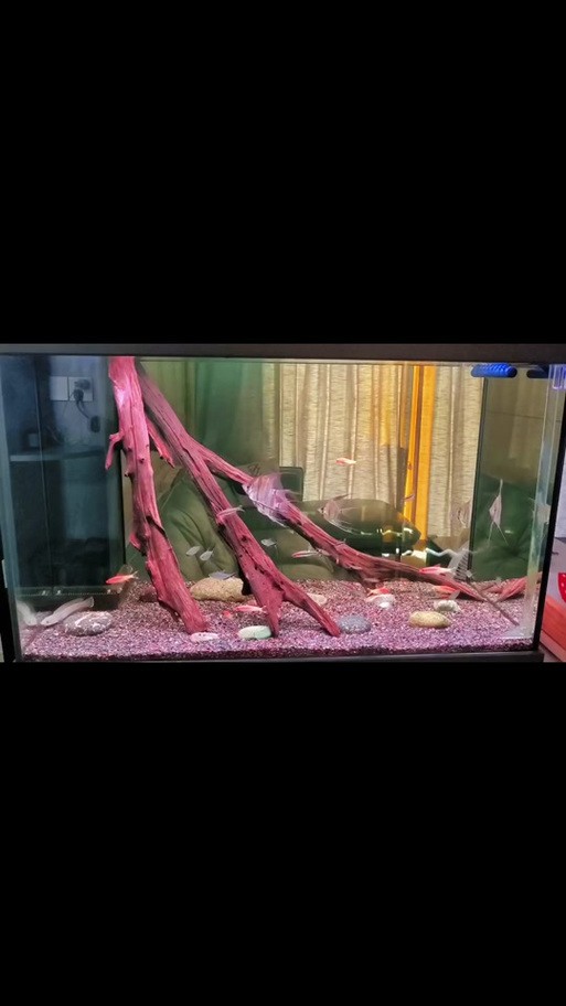 雷龍魚可以和虎斑恐龍混養(yǎng)嗎圖片欣賞大全