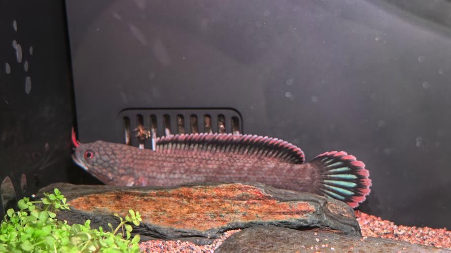 雷龍魚可以和虎斑恐龍混養(yǎng)嗎圖片欣賞大全