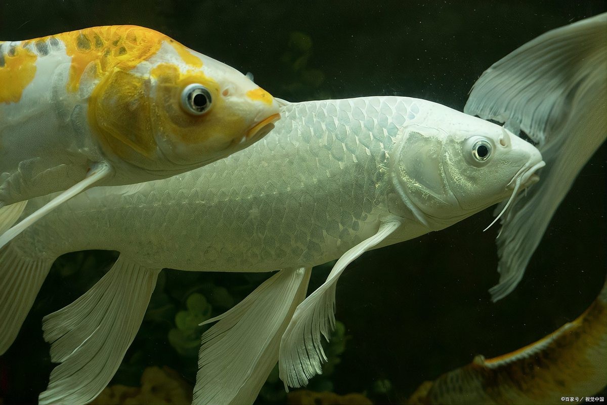 銀龍魚缸多大合適養