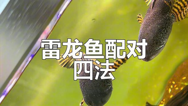 幻彩藍寶石雷龍魚分公母