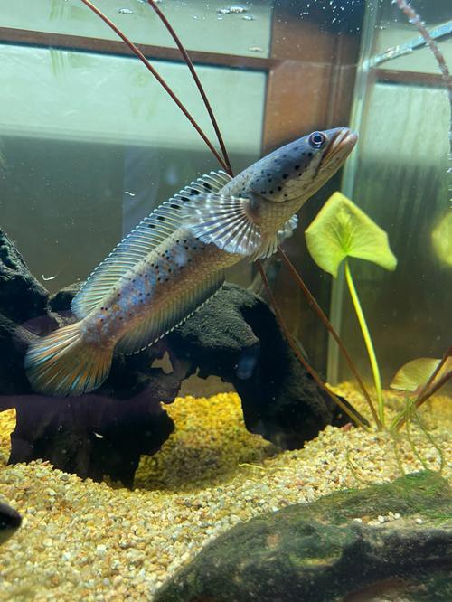 幻彩藍寶石雷龍魚分公母