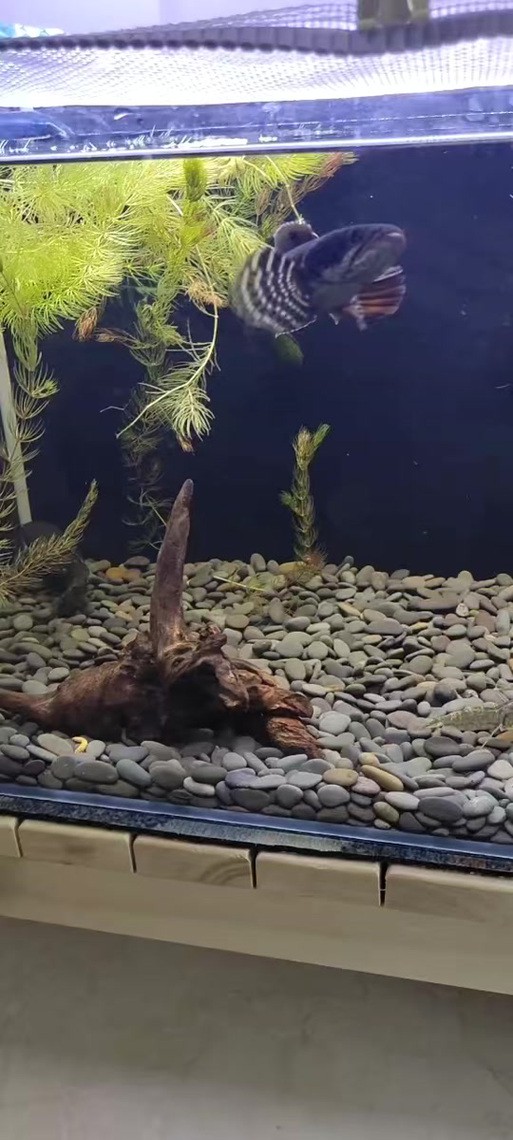 幻彩藍寶石雷龍魚分公母