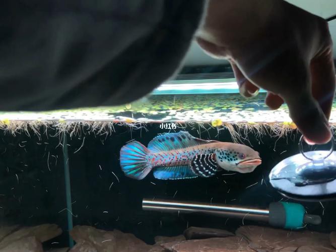 幻彩藍寶石雷龍魚分公母