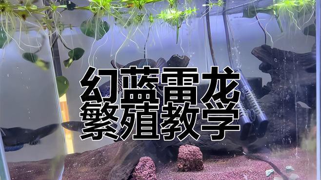 幻彩藍寶石雷龍魚分公母