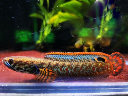 七彩雷龍魚兇猛嗎圖片