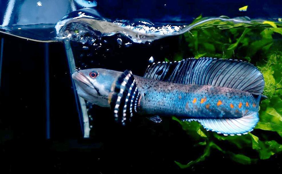 七彩雷龍魚兇猛嗎圖片