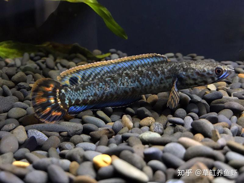七彩雷龍魚兇猛嗎圖片