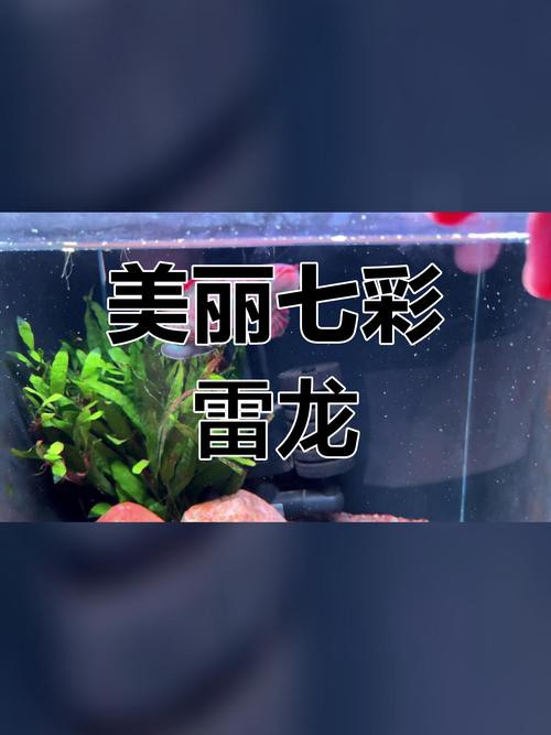 七彩雷龍魚兇猛嗎圖片