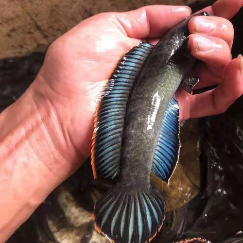 七彩雷龍魚兇猛嗎圖片