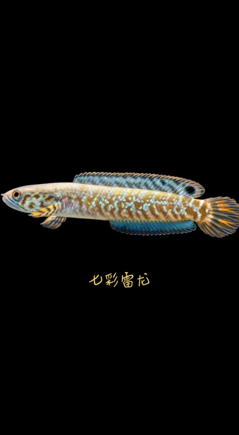 七彩雷龍魚兇猛嗎圖片