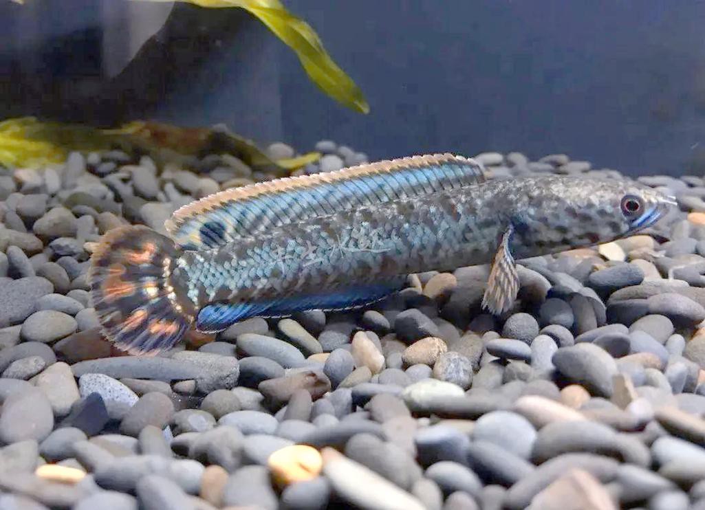 七彩雷龍魚兇猛嗎圖片