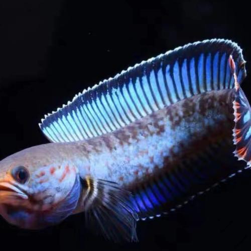 七彩雷龍魚兇猛嗎圖片