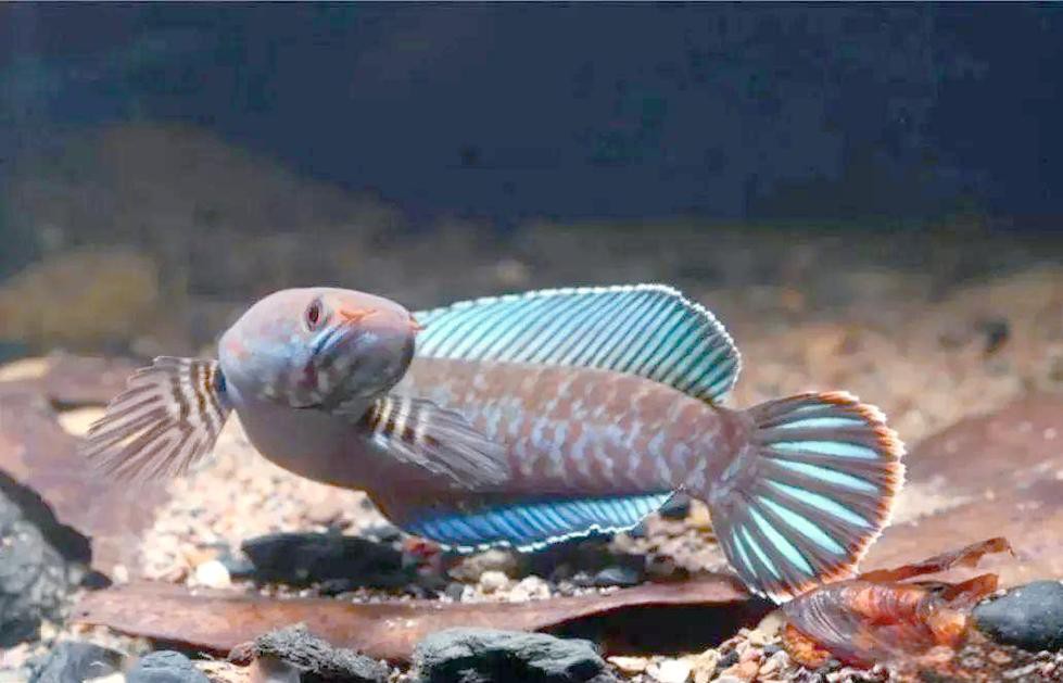 七彩雷龍魚兇猛嗎圖片