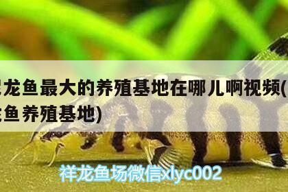 龍魚在印尼多少錢一條啊：印尼龍魚市場價格波動原因印尼龍魚價格波動原因