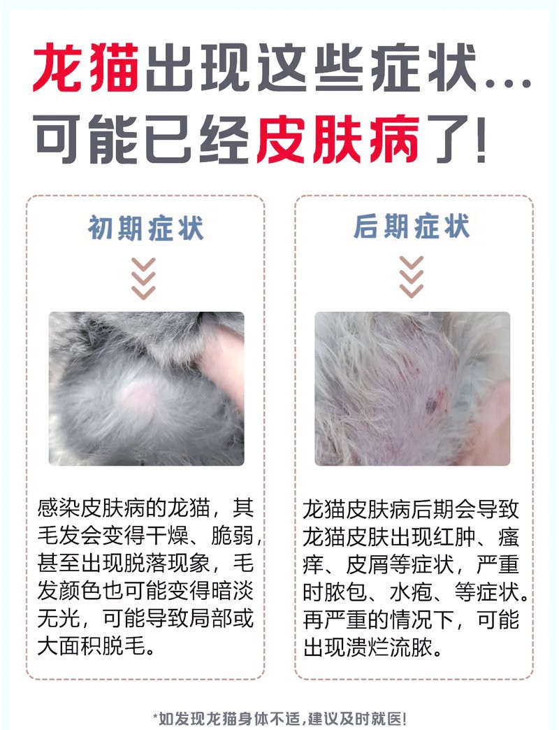 哪些因素會導致龍貓感染細菌？