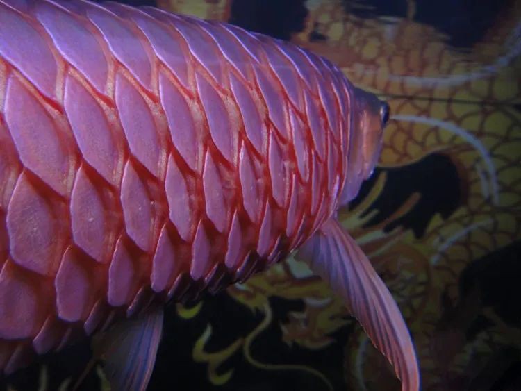 龍魚后三鰭撐開需要治療嗎？