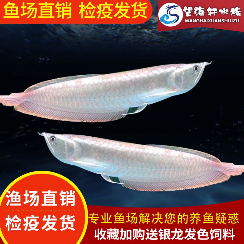 七彩銀龍魚是不是騙人的（七彩銀龍魚并非騙人，它是真實存在的觀賞魚品種）