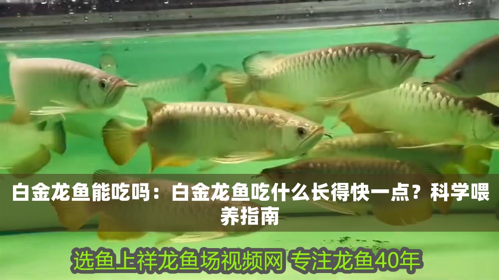 白金龍魚能吃嗎：白金龍魚吃什么長得快一點？科學喂養(yǎng)指南