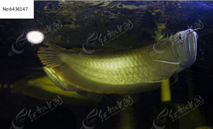 有沒有更多高清金龍魚壁紙推薦？ 有沒有更多高清金龍魚壁紙推薦？ 龍魚百科 第5張