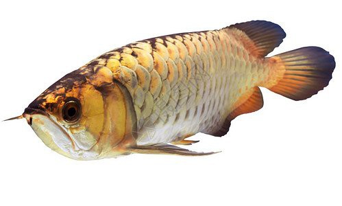 有沒有更多高清金龍魚壁紙推薦？ 有沒有更多高清金龍魚壁紙推薦？ 龍魚百科 第3張