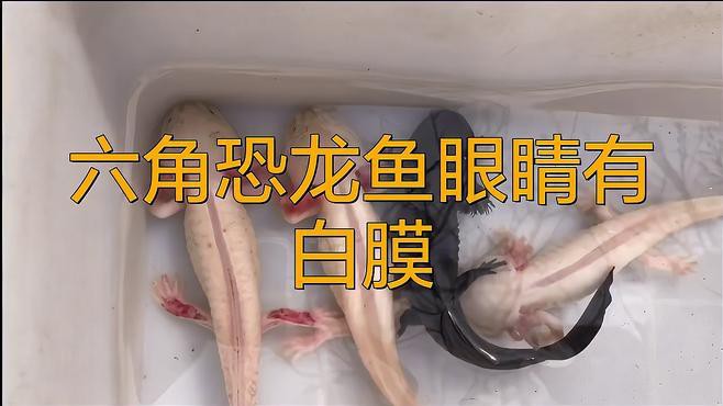 龍魚眼睛白膜如何早期發現？