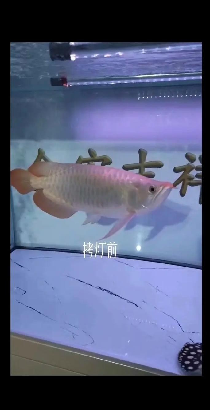 龍魚燈光品牌推薦