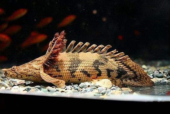 虎紋恐龍魚可以冷水養(yǎng)么嗎 虎紋恐龍魚可以冷水養(yǎng)么嗎 龍魚百科 第10張