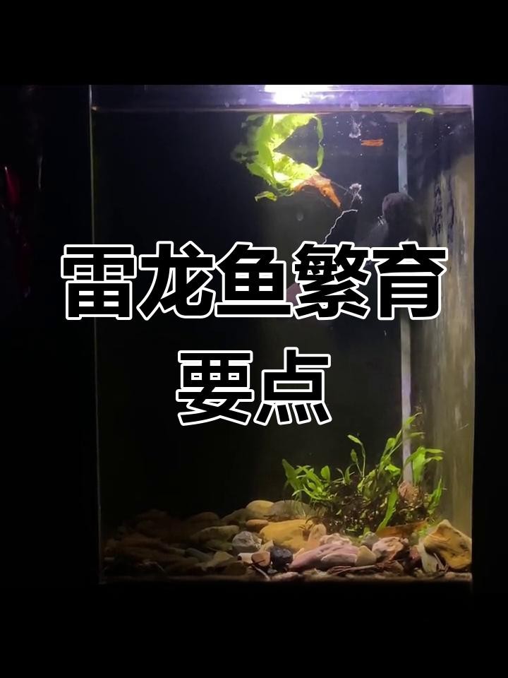 雷龍魚繁殖需要哪些條件？