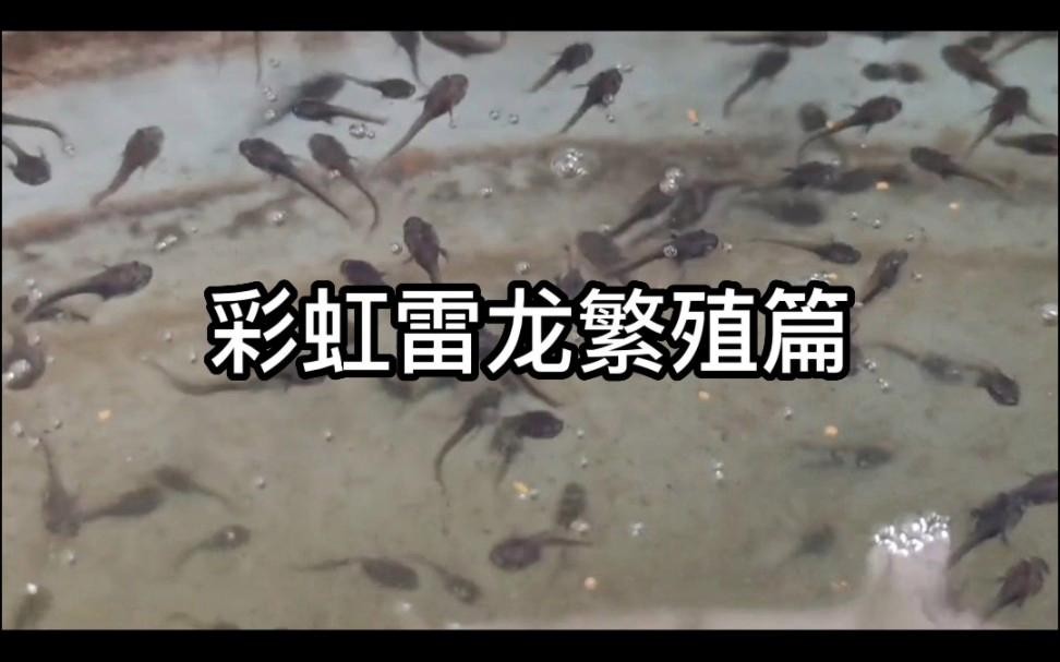 雷龍魚繁殖需要哪些條件？