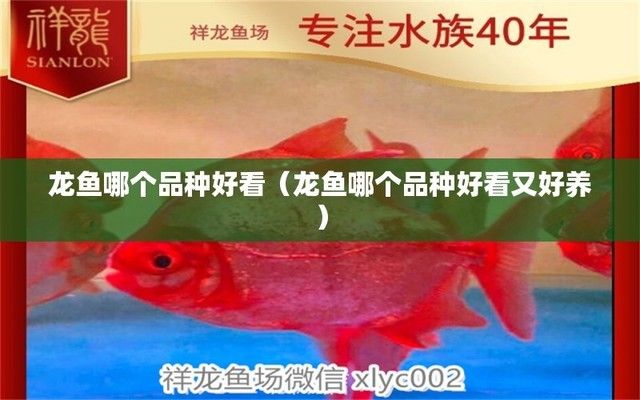 龍魚那個品種好養：幾種被認為比較好養的觀賞魚品種