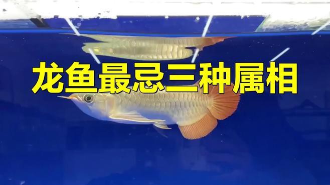 屬鼠者與龍魚相配有哪些禁忌？