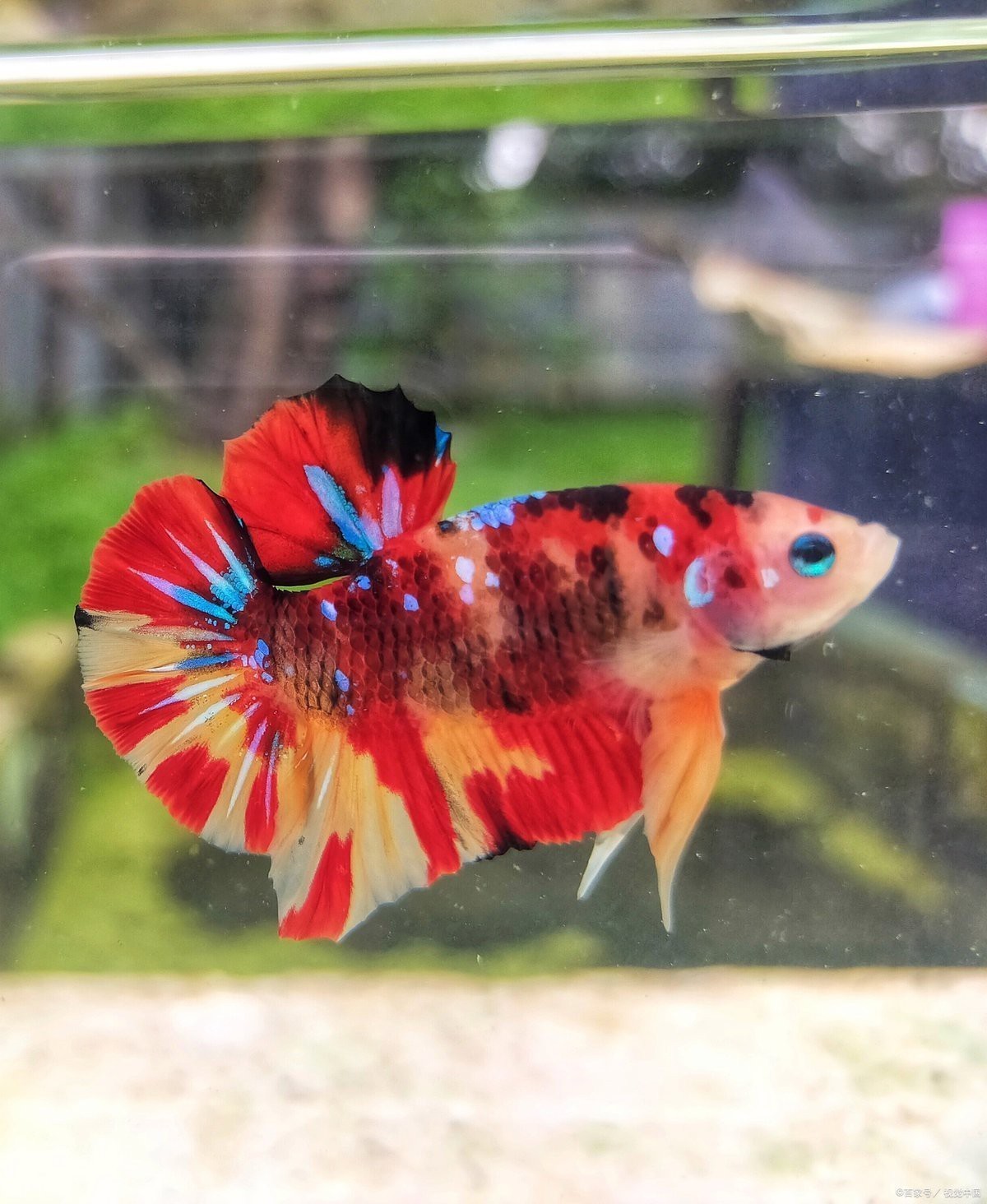 紅龍魚炸鱗會(huì)自愈嗎？