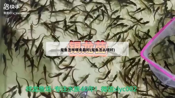 龍魚缸多寬合適養魚：養龍魚的注意事項