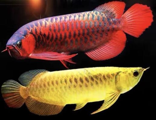 龍魚缸多寬合適養魚：養龍魚的注意事項