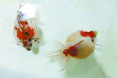 坤甸紅龍的市場(chǎng)價(jià)格如何？
