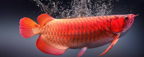紅龍魚可以餓多久不喂食（紅龍魚多久不喂食會餓死的小看法-龍魚學堂）